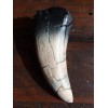 Life Size Dragon Tooth Sculpture