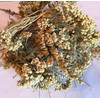 Organic Bio Herbs-Premium Organic Dried Yarrow Flowers - Non-GMO, Sustainably