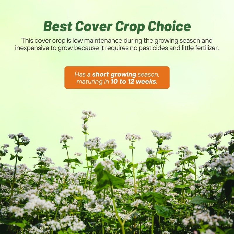 Outsidepride Buckwheat Seeds - 20lbs Annual, Fast-Growing, Easy to Grow