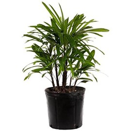 American Plant Exchange Lady Palm Live Plant, Plant Pot for Home and Garden Decor, 10’’ Plant Pot