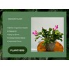 PLANTVERS Schlumbergera Bridgesii in 4" Grow Pot - Christmas Cactus