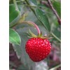 Alpine Strawberry Perennial - 25 Plants - Fragaria