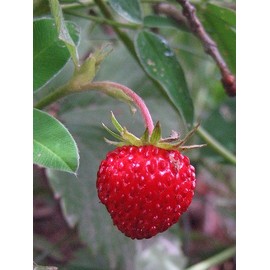 Alpine Strawberry Perennial - 25 Plants - Fragaria