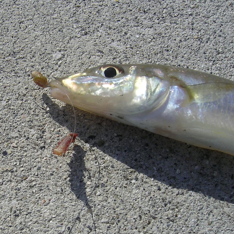 Hayabusa Light Shot Standing Balance Smash 10-1