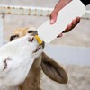 Tofficu 5Sets Goat Bottles: 400ml Lamb Feeding Bottle, Kid Livestock