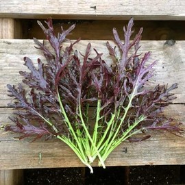 “Ruby Streaks” Mustard Greens Seeds – Visually Appealing, Classic Leafy Mustard Greens – Brassica juncea | Mizuna | Never GMO, Always Heirloom and OP | USA Grown Seeds by Liliana's Garden |