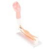 Arm Moving Model Anatomical Elbow Joint Motion Model Primary School
