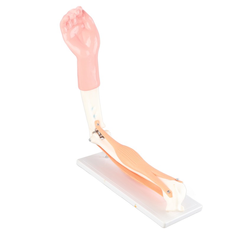 Arm Moving Model Anatomical Elbow Joint Motion Model Primary School