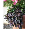 Perennial Farm Marketplace Ajuga r. 'Black Scallop' (Bugle Weed) Live
