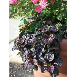 Perennial Farm Marketplace Ajuga r. 'Black Scallop' (Bugle Weed) Live Perennial, Size-Quart, Groundcover, Spring Blooming, Zones: 4-11