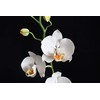 Handmade Orchid Pot (Phalaenopsis) | White Orchids with Yellow Pistils
