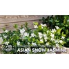 Jasmine Asian Snow | 3 Live Plants | Wrightia Antidysenterica
