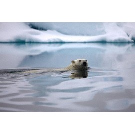 Polar Bear Swimming Poster Photo 12x18
