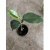 Unbranded Jackfruit Seedling Tree Live - 1 Year Old Tree