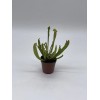 Florida House Plants Sweet Pitcher Plant, Carnivorous Plant, Sarracenia rubra