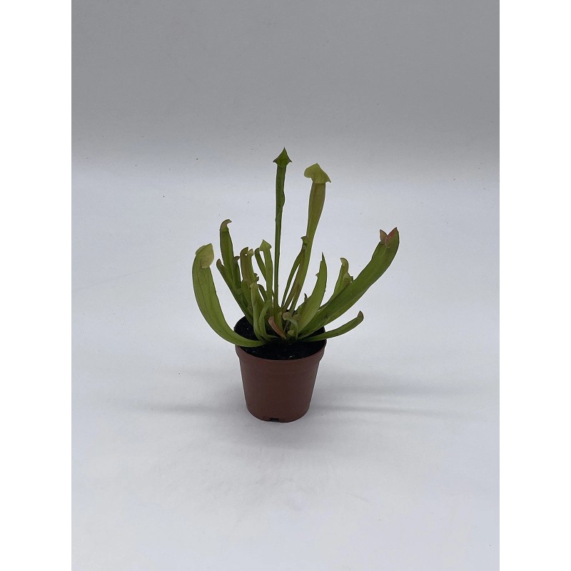 Florida House Plants Sweet Pitcher Plant, Carnivorous Plant, Sarracenia rubra
