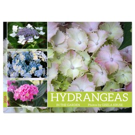 Hydrangeas in the Garden (Monthly Wall Calendar 2026 11.7" x 16.5" (open)), CALVENDO 14 Month Calendar