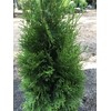 Emerald Green Arborvitae (Thuja occidentalis 'Emerald Green')