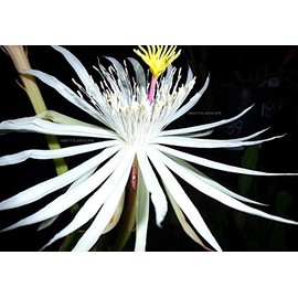 3 Well-rooted Cuttings of Epiphyllum Phyllanthus var. hookeri - Orchid Cactus