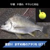 ASPALAND Cone Float Sea Bream, Chinu, Ukifukase, Fishing, 3B, Acorn,