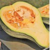 TomorrowSeeds - Green Striped Cushaw Seeds - 60+ Count -