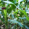 200 pcs "Peaches and Cream" Bi-Color Sweet Corn Seeds, Non
