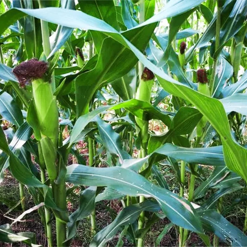 200 pcs "Peaches and Cream" Bi-Color Sweet Corn Seeds, Non