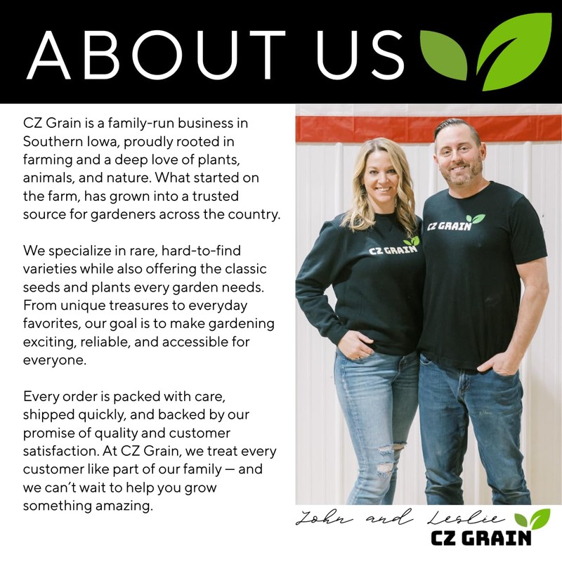 Dwarf Lime Tree Seeds – 20+ Healthy Seeds for Planting