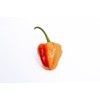 Peppapeach Stripey Malawi Piquante Pepperdew Heirloom Pepper Premium Seeds for