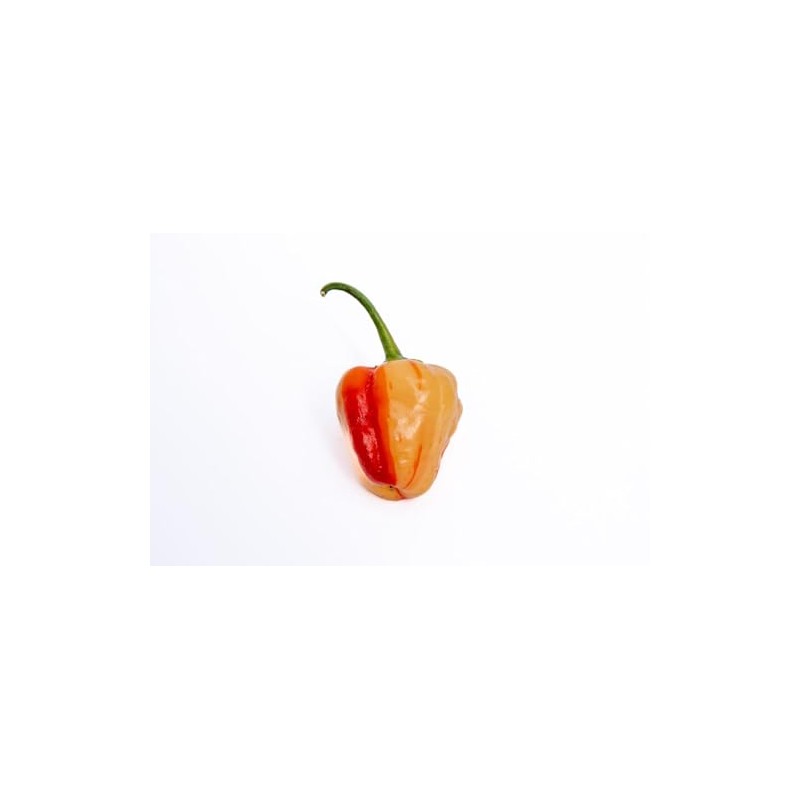 Peppapeach Stripey Malawi Piquante Pepperdew Heirloom Pepper Premium Seeds for
