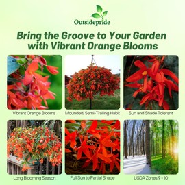 Outsidepride Orange Groovy Begonia Seeds for Planting - 10 Pcs Perennial Flower Seeds with Large Blooms, Arching & Pendulous Growth Habit, for Containers, Hanging Baskets, or Landscape Plantings