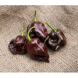 Chocolate Scotch Bonnet Heirloom Pepper Premium Seed Packet + More