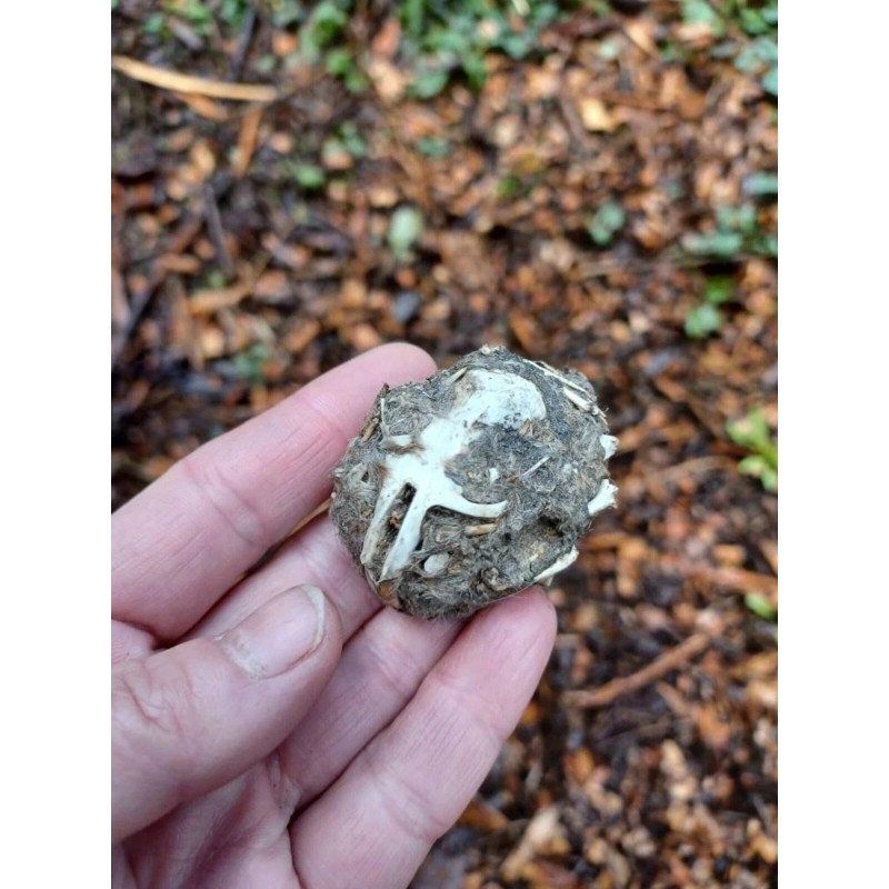 Pellets 3 LARGE OWL PELLETS - Sterilized - Nature study