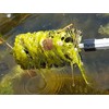 Water Garden Koi Fish Pond Cleaning Brush with 70" (1.7m)