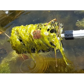 Water Garden Koi Fish Pond Cleaning Brush with 70" (1.7m) Telescopic Pole, Extends for Hard to Reach Areas | Backyard Pond Scrub Brush Durable Nylon Bristles