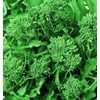 Spring Broccoli Rabe Seeds - Rapini and Brassica Rapa VAR
