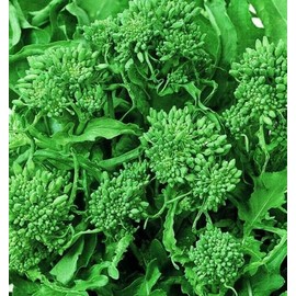Spring Broccoli Rabe Seeds - Rapini and Brassica Rapa VAR Ruvo Seeds