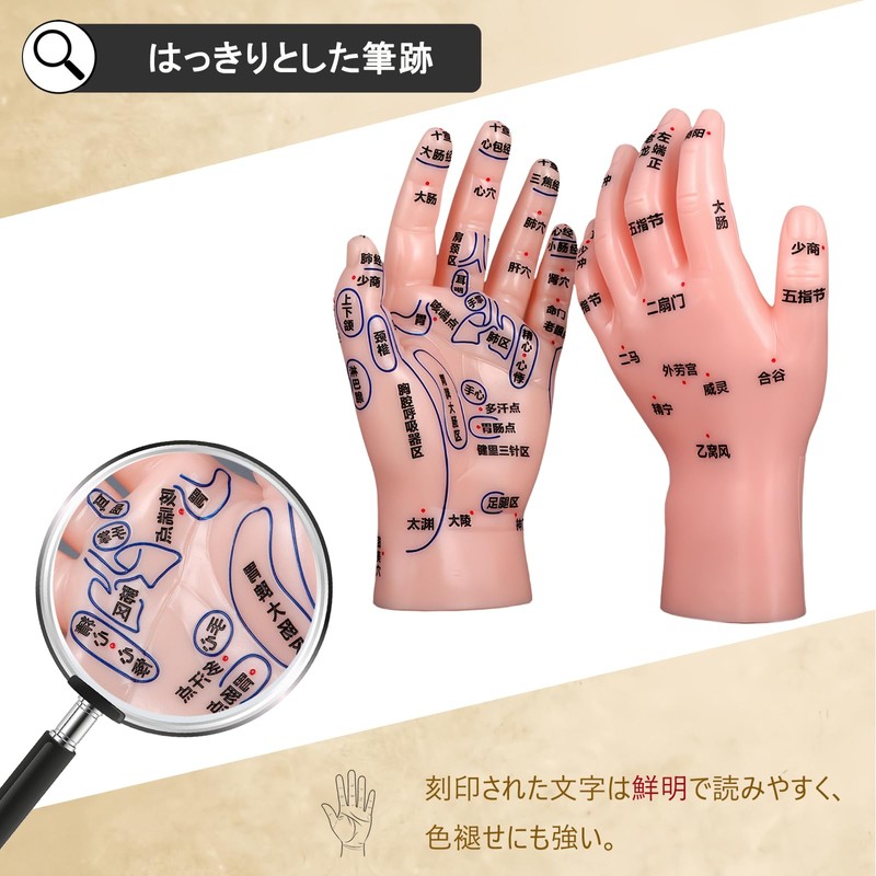 HYEANHLPYE Left Hand Acupuncture Trigger Point Model Anatomy Learning Precision