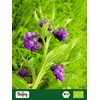Biojoy Organic Comfrey Root (100g), Dried and Cut, Comfrey Tea