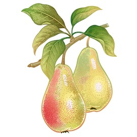 Flavour World High Strength Food Flavouring concentrate with pipette dropper 15ml (Pear)