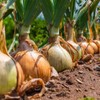 Onion Seeds (Long Day) - Yellow Sweet Spanish - 1