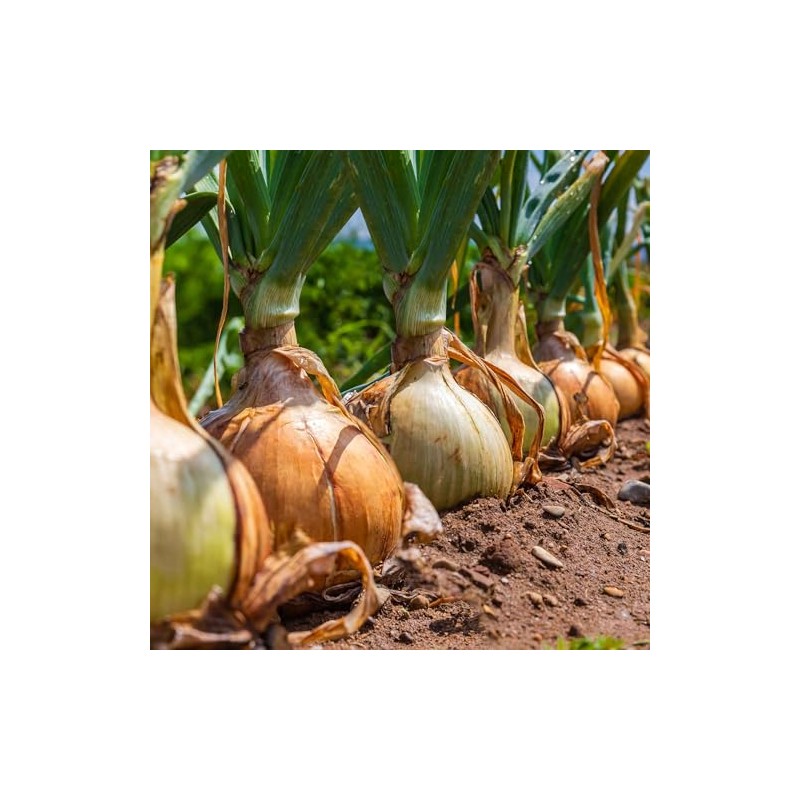 Onion Seeds (Long Day) - Yellow Sweet Spanish - 1
