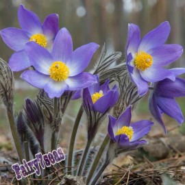Fairy7Seas Anemone Seeds - Pulsatilla Vulgaris - Pasque Flower, Anemone Vulgaris Violet - 25 Seeds