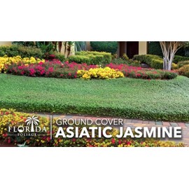 Asiatic Jasmine | 10 Live Bare Root Pips | Trachelospermum Asiaticum | Low Maintenance Ground Cover Plants | Fast Spreading Evergreen for Landscaping