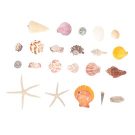Parliky DIY Shells Craft Kit Natural Conch Large Seashells for Decor Tank Adornment Beach Shells Craft