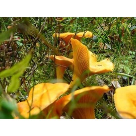 Chanterelle Mushroom Spores in Sawdust Bag Garden Grow Kit Makes 5 gal Free Ship