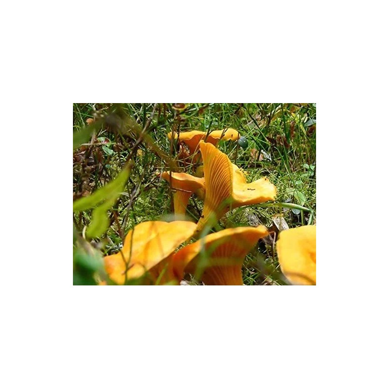 Chanterelle Mushroom Spores in Sawdust Bag Garden Grow Kit Makes