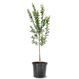 The Methley Plum Tree, Deciduous, Fruit Bearing, Fast Growing, 5 gal, Nursery Pot