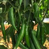 Park Seed Variety of Hot Chili Pepper Plant Seeds, Easy