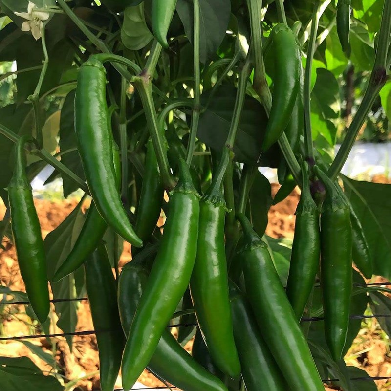 Park Seed Variety of Hot Chili Pepper Plant Seeds, Easy